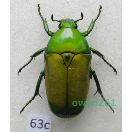 Chlorocala africana mutica (Harold, 1878) Uganda63c